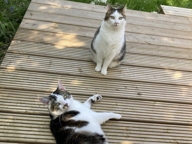 Zappa (foreground) and Chachki (rear) enjoying the decking in the garden